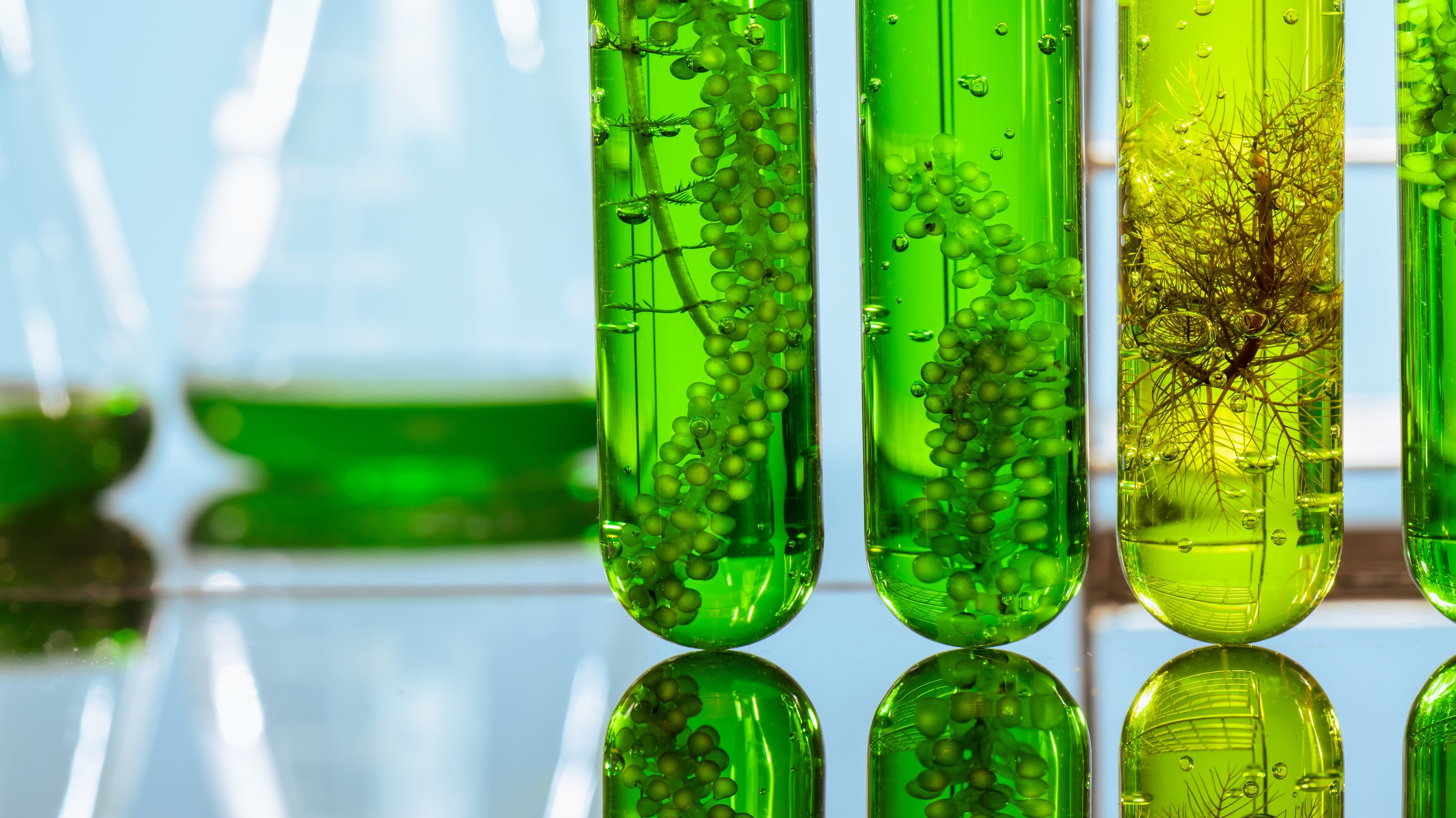 Ingrediënten in Phytomer – Wat doen ze voor je huid?