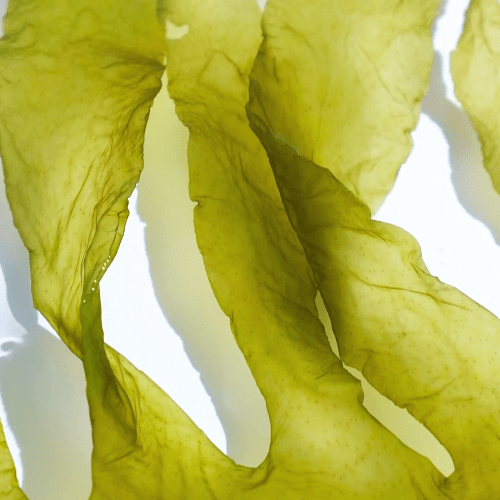 Eco-vriendelijk vitaliteitsbad met algenextract en munt