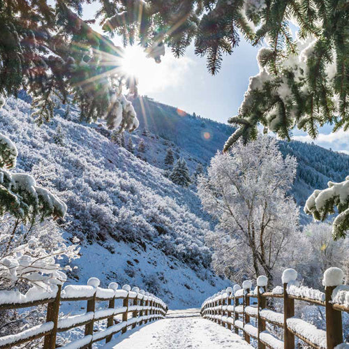 Aspen Winter Waxmelt – geurblokje van sojawas met citrus, kaneel, vanille en musk. Foto van een besneeuwd winterlandschap met zonlicht door de bomen.