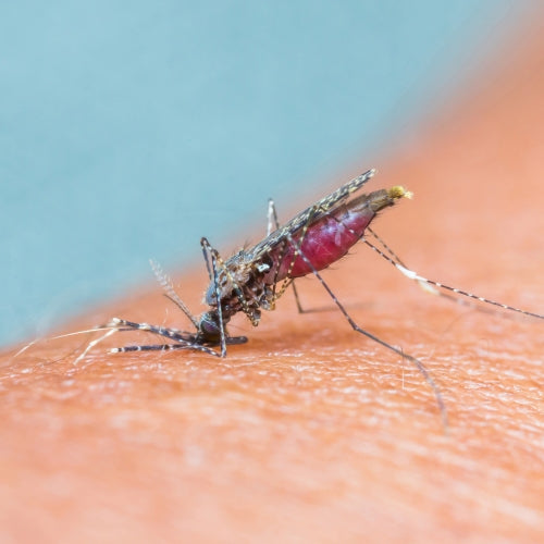 Citronella Waxmelt – geurblokje van sojawas met frisse citronellageur die muggen en insecten op afstand helpt houden. Foto van mug op huid als symbool.