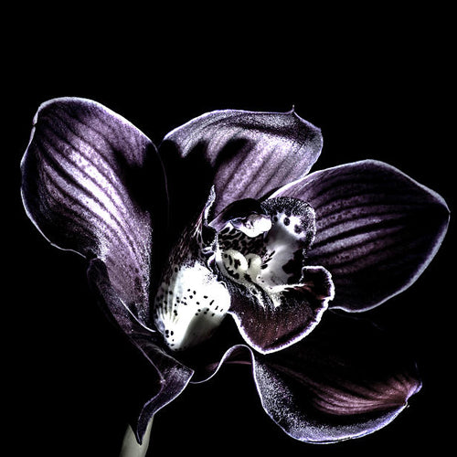 Dark Orchids Waxmelt – geurblokje van sojawas met zwarte truffel, ylang-ylang, jasmijn, patchouli, amber, sandelhout, vanille en witte musk. Foto van donkere orchidee met mysterieuze uitstraling.