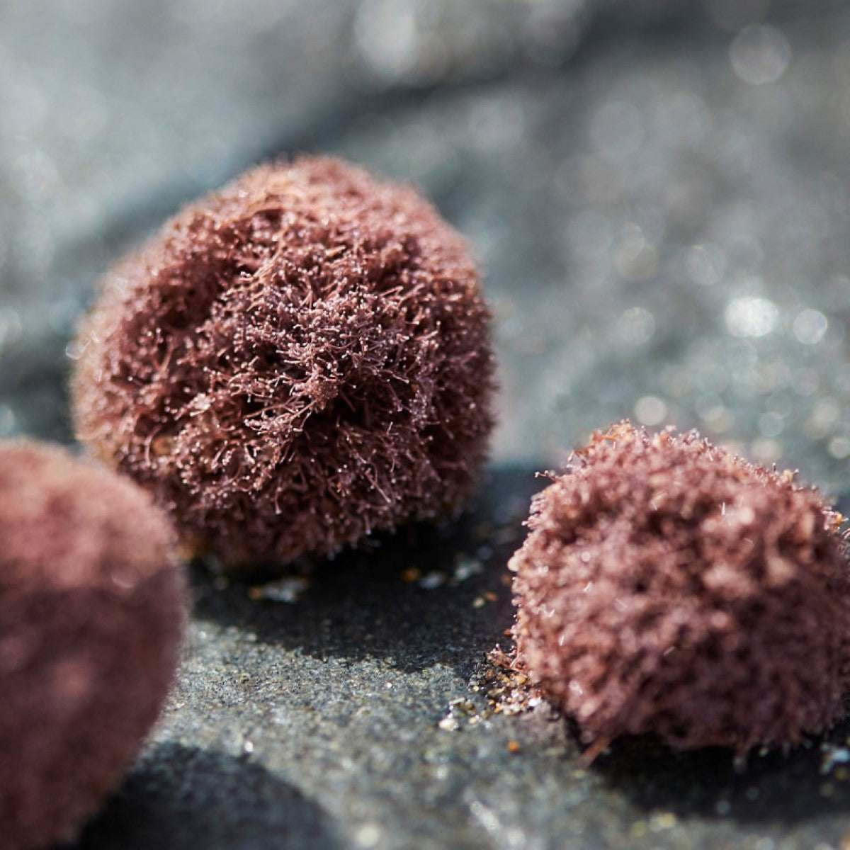 Phytomer Expert Jeunesse Crème – hightech mariene huidverzorging, verstevigt en verfijnt de huidstructuur.