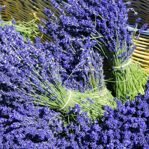 Lavendel Waxmelt – geurblokje van sojawas met bloemige lavendelgeur. Foto van vers gebonden bossen paarse lavendelbloemen.