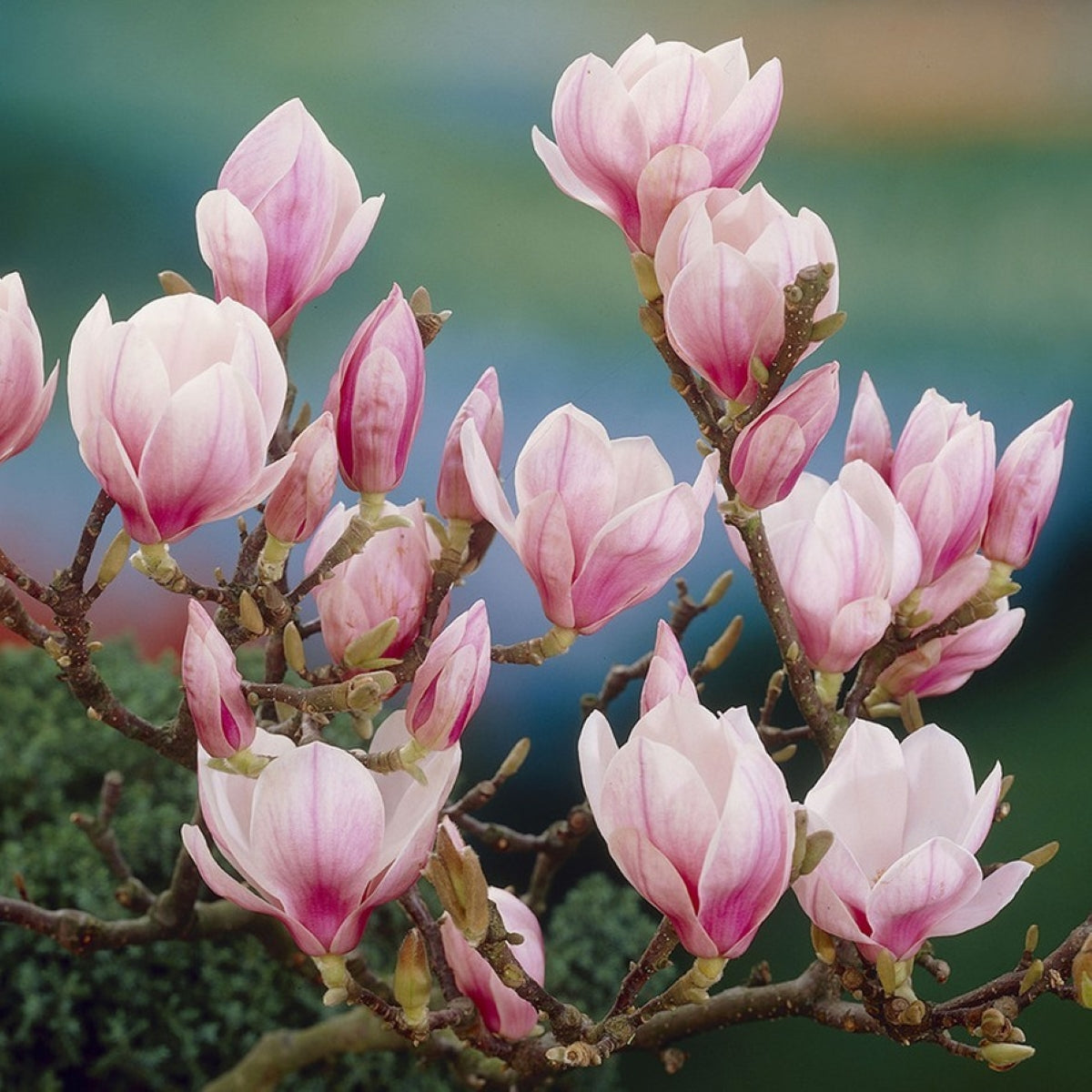 Magnolia Waxmelt – geurblokje van sojawas met magnolia, citrus, roos, jasmijn en vanille. Foto van roze magnoliabloemen in bloei aan een boomtak.