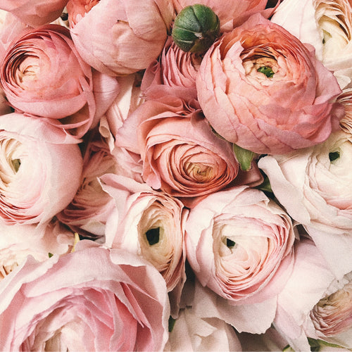 Missy Waxmelt – geurblokje van sojawas met citrus, roos, jasmijn, lelietje-van-dalen, patchouli, sandelhout, vanille en muskus. Foto van zachtroze rozen en ranonkels die elegant en verfijnd ogen.