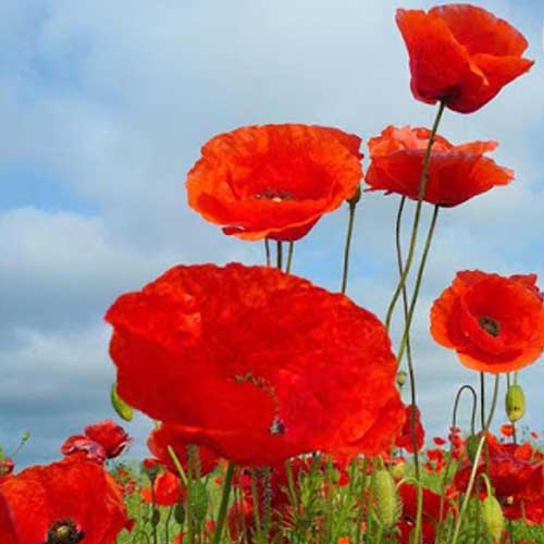 Flower Waxmelt – geurblokje van sojawas met rozen, viooltjes, vanille, witte musk en mandarijn. Foto van rode klaprozen in bloei tegen een blauwe lucht.