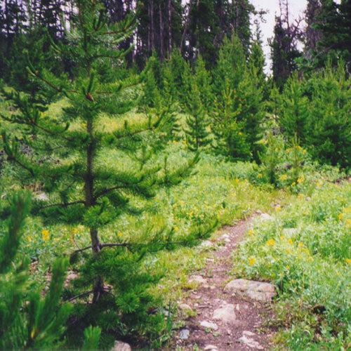 Xmas Ceder Waxmelt – geurblokje van sojawas met dennennaalden, cederhout en musk. Foto van een bos met groene dennenbomen en een smal wandelpad.