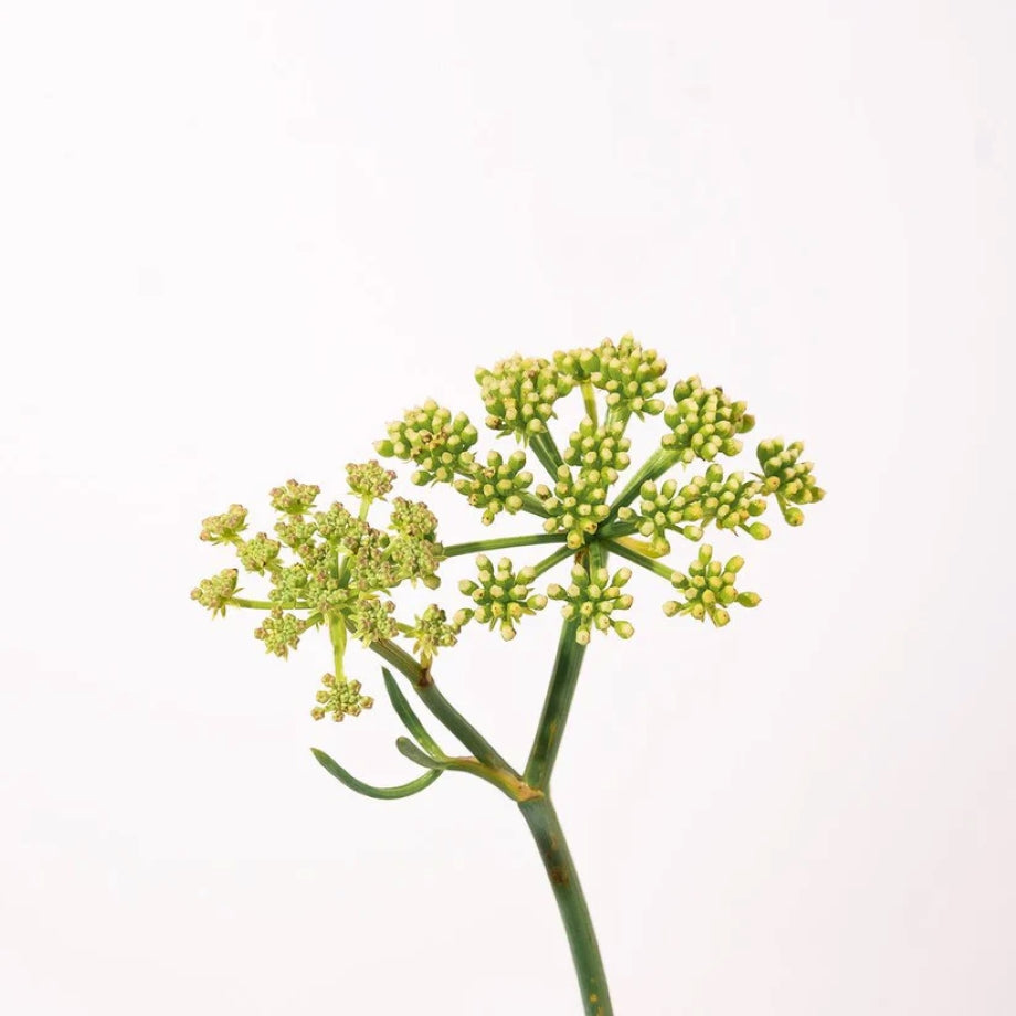 Zeevenkel Passion Marine – marien extract uit Bretagne, rijk aan mineralen en antioxidanten, ondersteunt verzorging van huid en haar