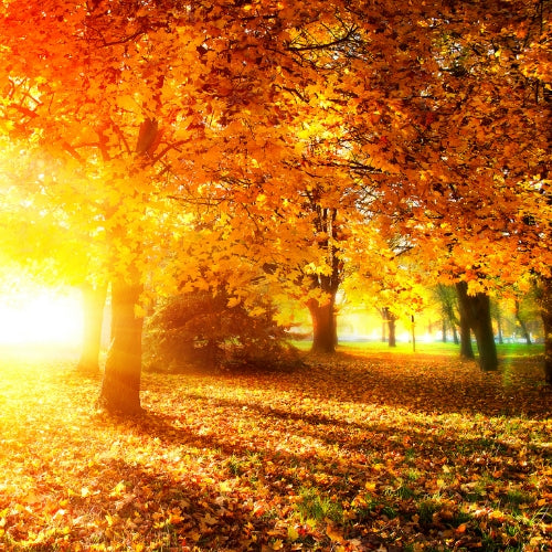 Autumn & Winter Waxmelt – geurblokje van sojawas met den, cederhout, cipres en patchouli. Foto van een zonnig herfstbos met goudkleurige bladeren.