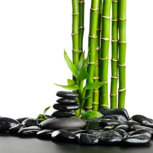 Bamboo Forest Waxmelt – geurblokje van sojawas met bamboe, rozenhout, cederhout, patchouli en den. Foto van groene bamboestengels met zwarte keien.