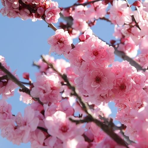 Cherry Blossom Waxmelt – geurwax van ecologische sojawas met bloemige geur van kersenbloesem en iris, gefotografeerd met kersenbloesem op de achtergrond