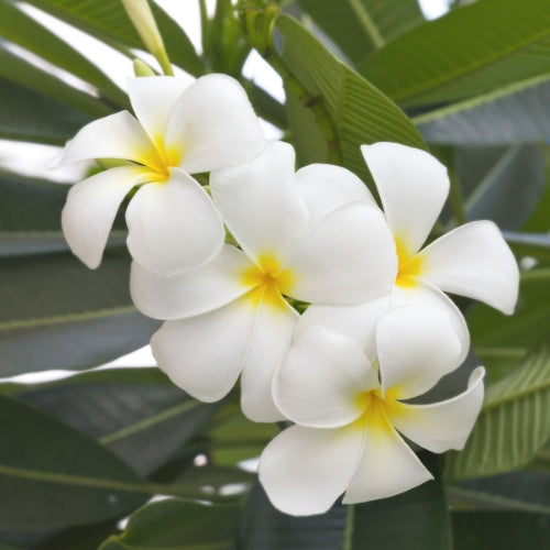 Frangipani Waxmelt – geurblokje van sojawas met de zoete, zwoele geur van frangipani. Foto van witte frangipani bloemen met gele kern tegen groene bladeren.