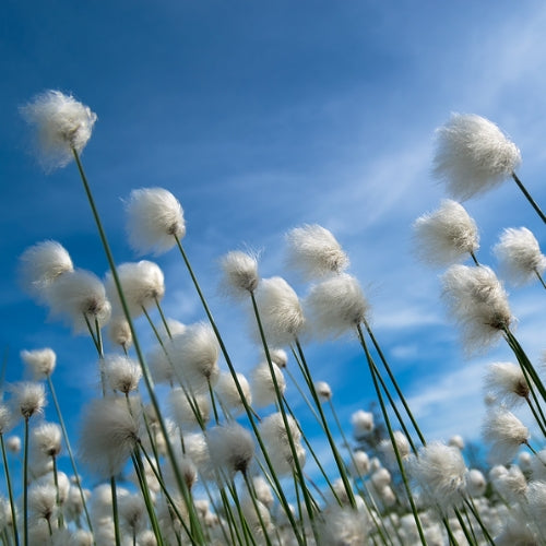 Fresh Cotton Waxmelt – geurblokje van sojawas met frisse katoengeur, roos, jasmijn, lelie en anjer. Foto van witte katoenplanten tegen een blauwe lucht.
