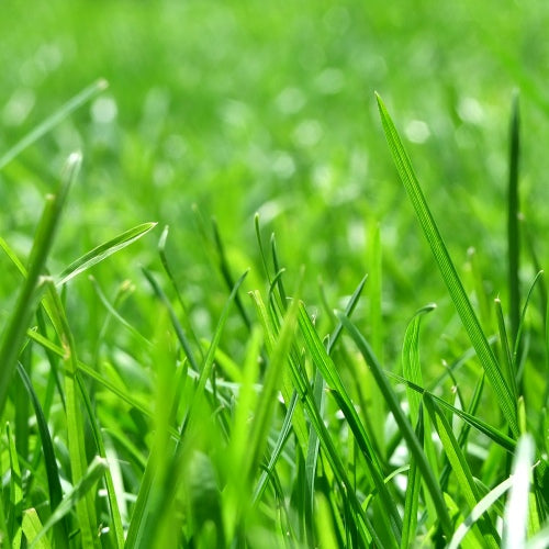 Fresh Cut Grass Waxmelt – geurblokje van sojawas met de frisse geur van vers gemaaid gras. Foto van helder groen gras in close-up.