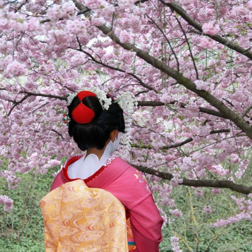 Geisha’s Spring Waxmelt – geurblokje van sojawas met frisse bloemige lentegeur. Foto van een geisha onder bloeiende kersenbloesems in de lente.