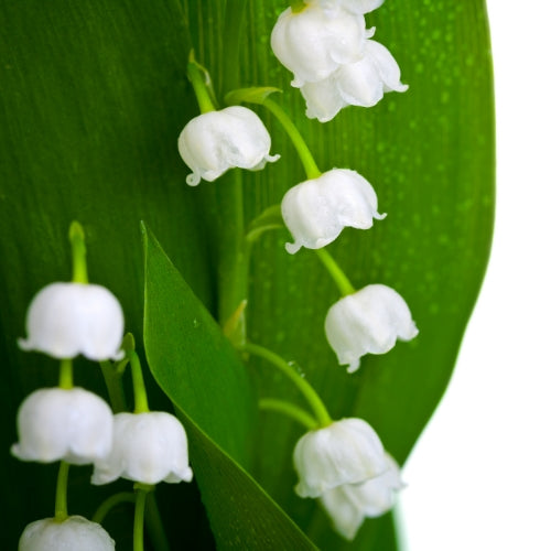 Lelietje van Dalen Waxmelt – geurblokje van sojawas met bloemige, zoete lentebloemen. Foto van witte lelietje-van-dalen bloemetjes met groene bladeren.