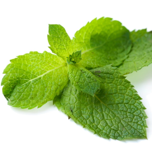 Munt Waxmelt – geurblokje van sojawas met frisse muntgeur. Foto van verse groene muntblaadjes in close-up.