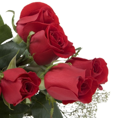 Rozen Waxmelt – geurblokje van sojawas met de zoete geur van rode rozen. Foto van een bos rode rozen in close-up.