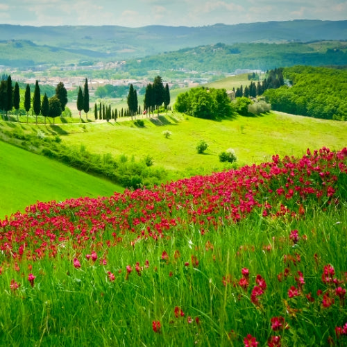Toscaanse Zomer Waxmelt – geurblokje van sojawas met citrus, lavendel, eucalyptus en houtnoten. Foto van een Toscaans landschap met heuvels, cipressen en bloemen.