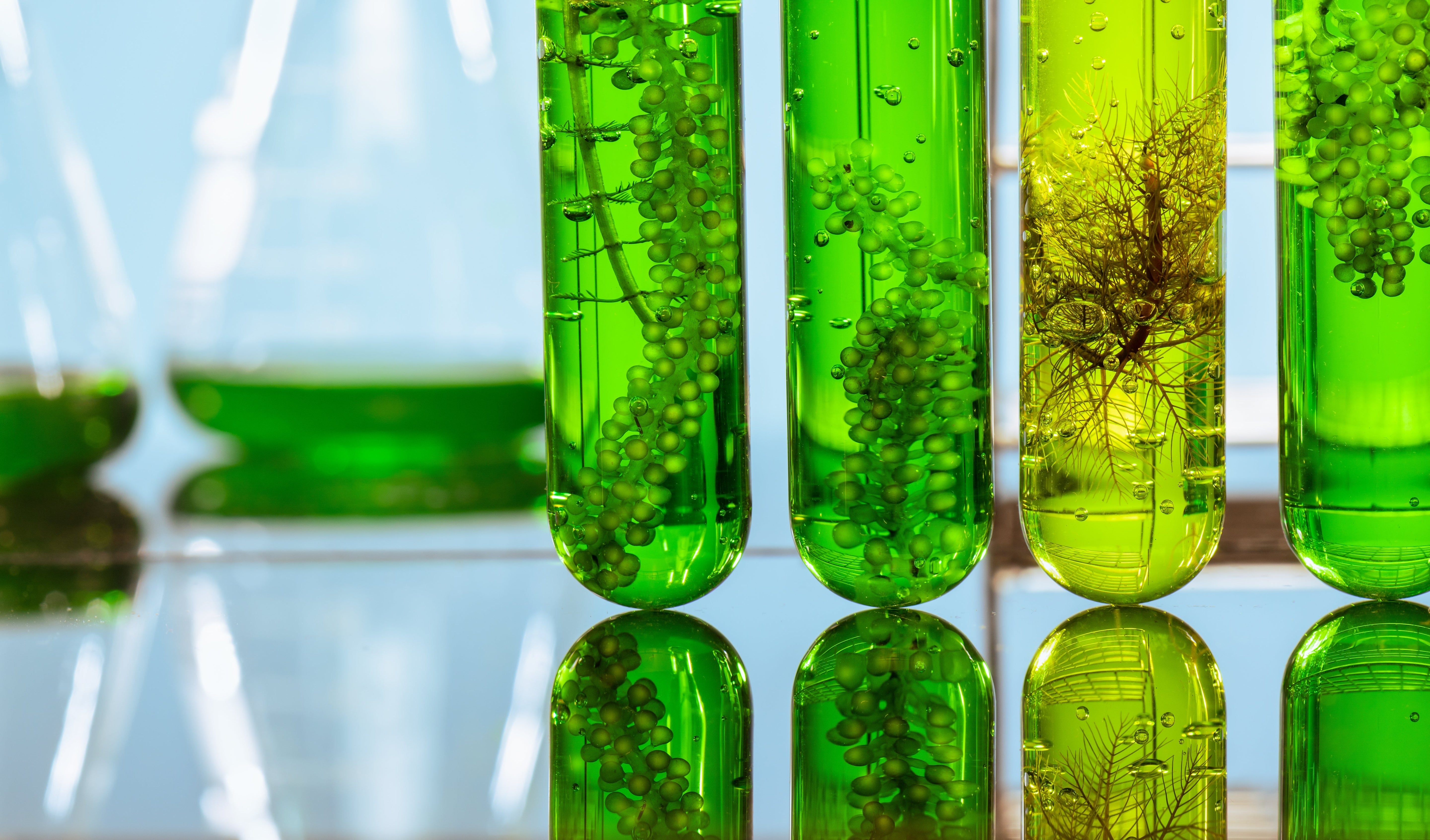 Ingrediënten in Phytomer – Wat doen ze voor je huid?