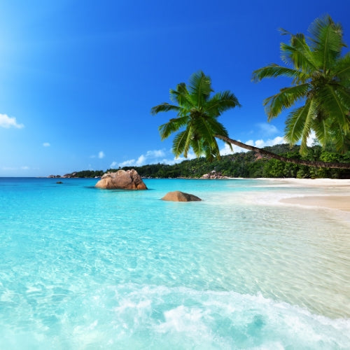 tropisch strand met helderblauw water en palmbomen – inspiratie voor de Sea Salt Waxmelt geur van Feel So Pure