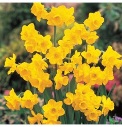 Daffodil Wax Melt Klein