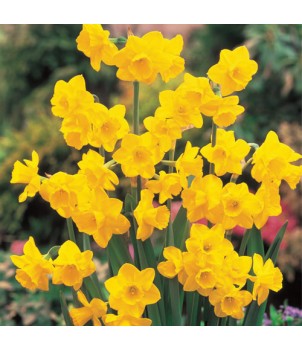 Daffodil Wax Melt Klein