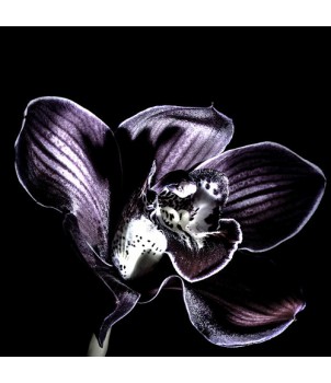Tom's Dark Orchids Dupe Waxmelt