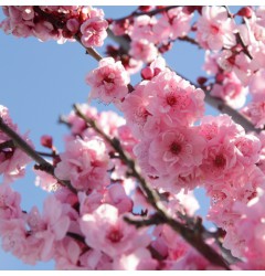 Cherry Blossom Waxmelt