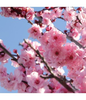 Cherry Blossom Waxmelt