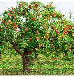 Orchard Fruits Waxmelt